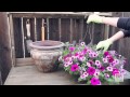 How-to Turn A Hanging Basket Into a Container Garden