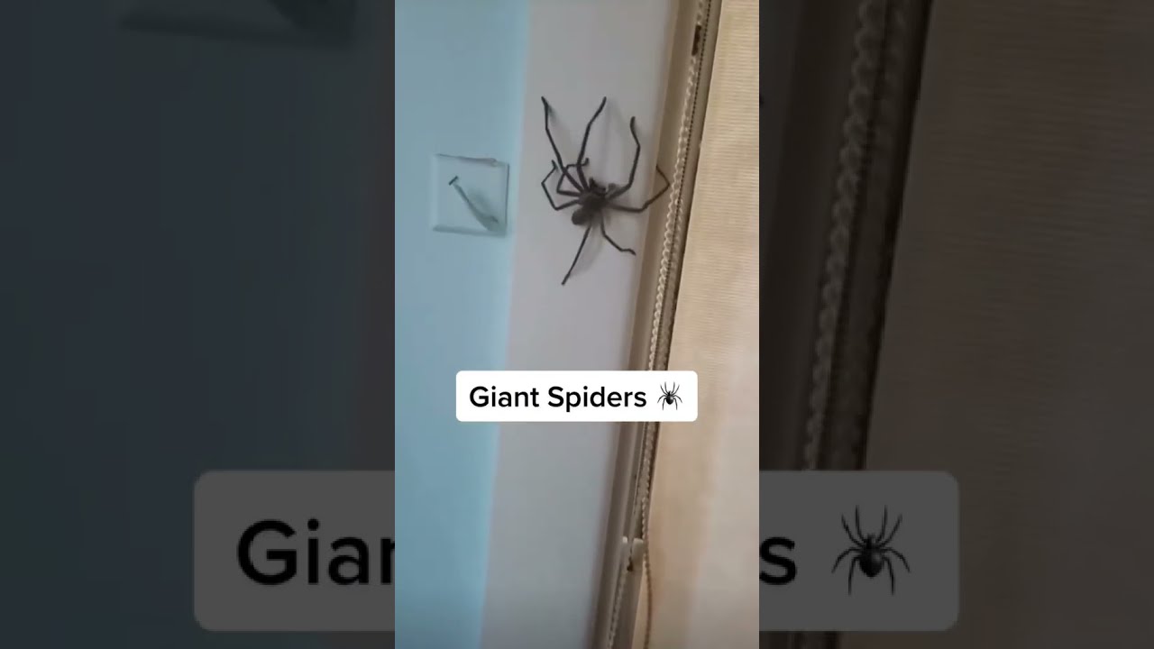 POV You Live In Australia Videos Colvie Channel Things I Need YouTube Crackajack9 TikTok Shorts