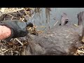 Basic Beaver Trapping "Footholds with actual catch on film as it  happens"