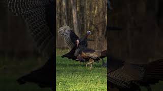 Absolute Decoy BEATDOWN