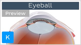 Eyeball: structure and function (preview)  Human Anatomy | Kenhub