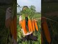 Beautiful high yielding carrots 🥕🥕 farming by rural farmer |  Amazing Fresh vegetables #shorts