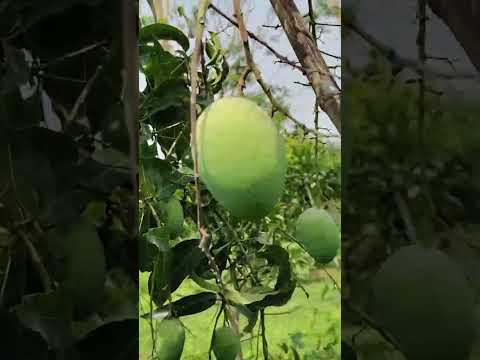 জ্যোতি ফাৰ্মৰ আম বাগান এইয়া 🥭 #jyoti #farm #village #viral #video #assamese
