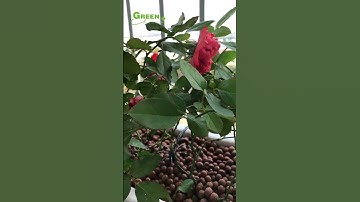 Greenhome - Hệ thống tưới hoa ban công Tự động Q8