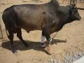 Walking bull  krishna prosthetic artificial limb for disabled animals