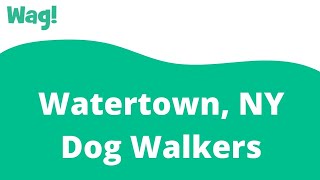 Watertown, NY Dog Walkers | Wag!