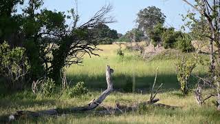 Cheetah cub chasing impala in Botswana