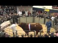 Limousin Carlisle Record Price 140,000 gns October 17th 2015