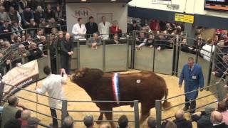 Limousin Carlisle Record Price 140,000 gns October 17th 2015