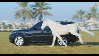 Animalia Horse Alamo loves chasing the car by Animalia 1,136 views 6 months ago 1 minute, 14 seconds