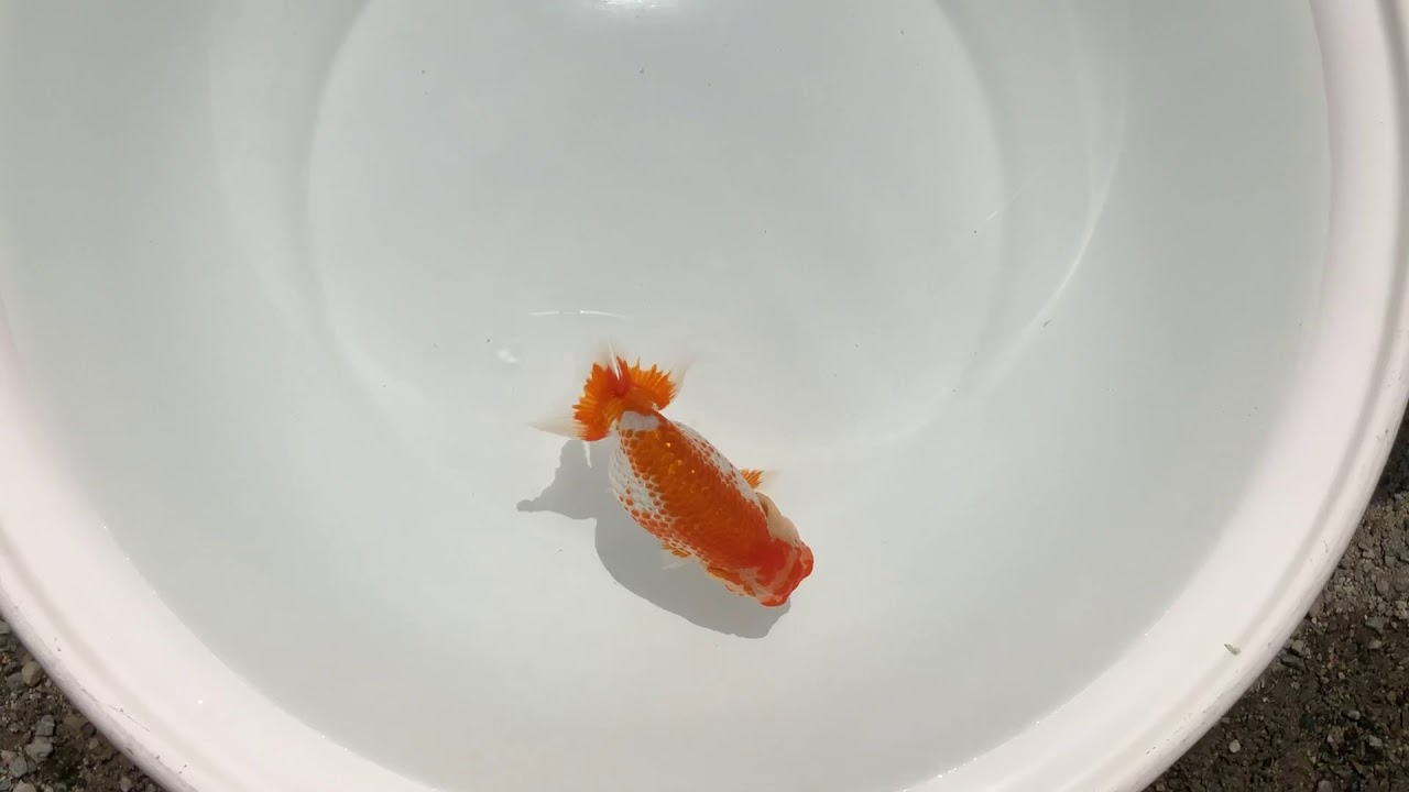camera iphone 8 plus apk IMG 3191