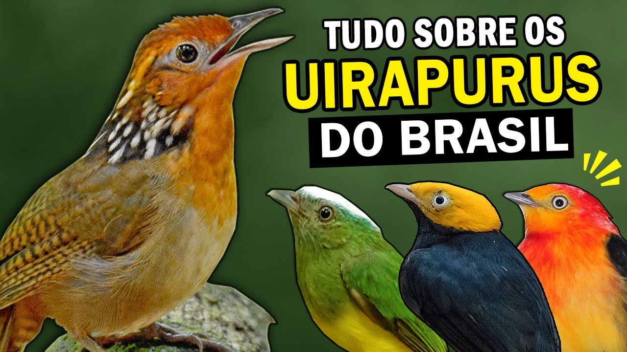 UIRAPURU-VERDADEIRO, o MÚSICO DA FLORESTA e outros uirapurus do Brasil