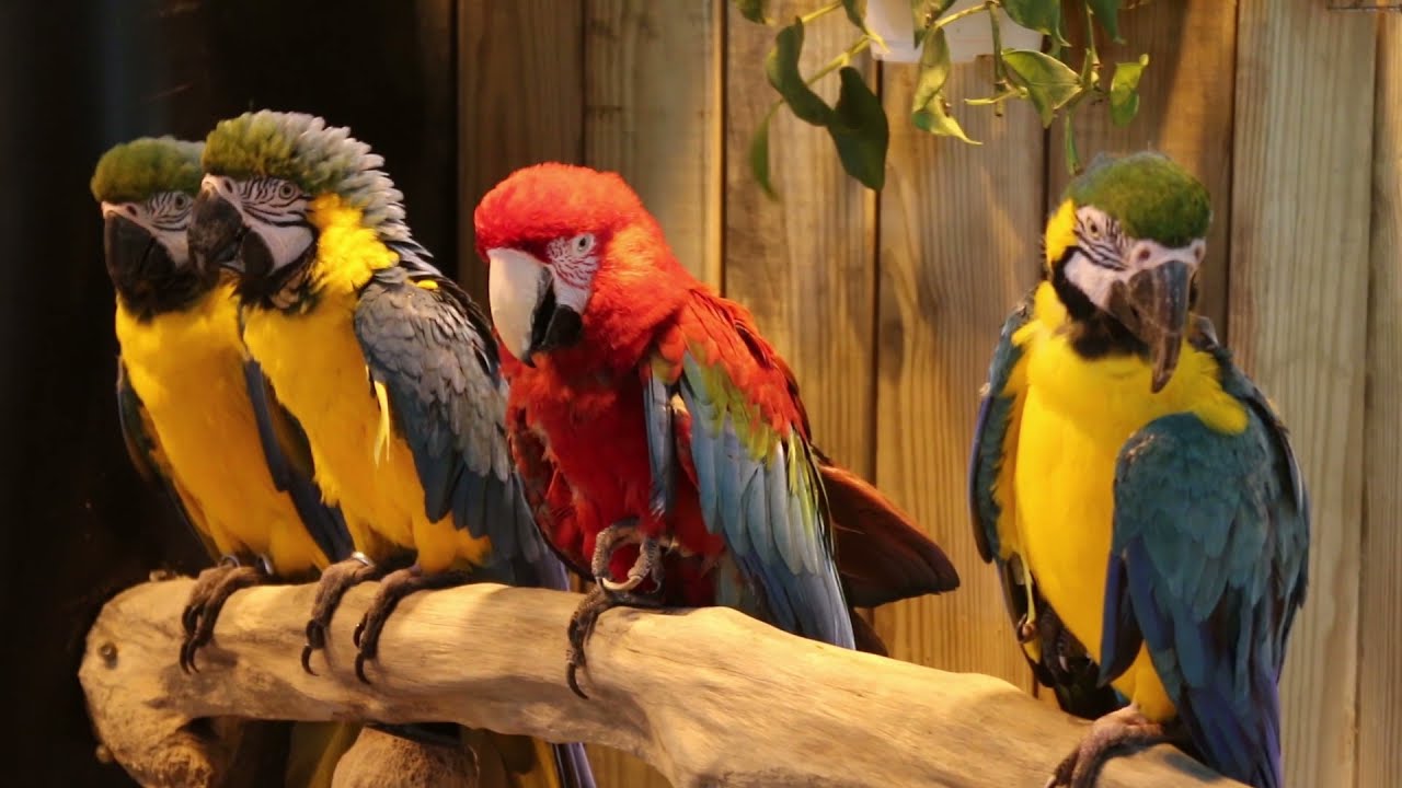 動物世界 金剛鸚鵡 Macaw 黃藍 紅 綠橘 白毛色 Youtube