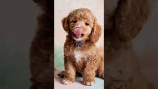 Calming Light Music for Stress Relief | Peaceful Sounds to Unwind & Cute Puppies to Heal You