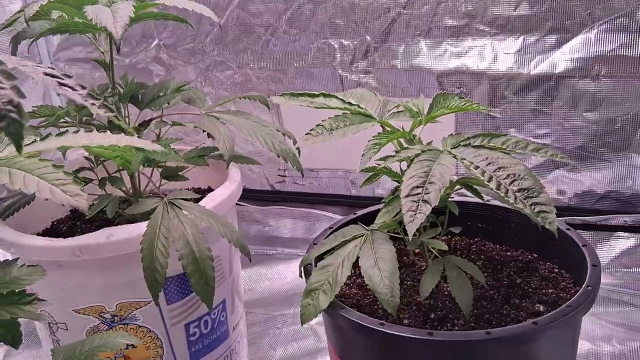 Старкиллер, Скайуокер Куш, Скоттс и