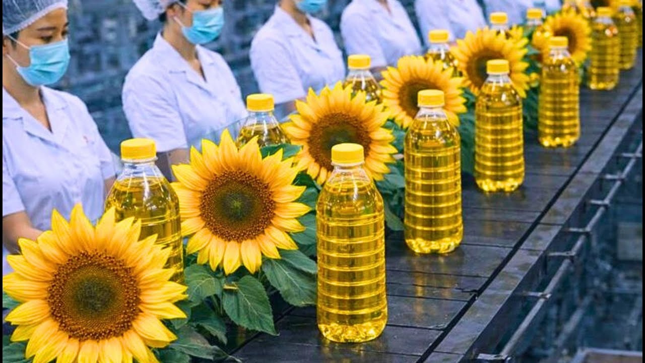 Inside Factory: How Sunflower Seeds Are Turned Into Sunflower Oil | Full Process