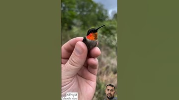لَا إِلٰهَ إِلَّا أَنْتَ سُبْحَانَكَ إِنِّي كُنتُ مِنَ الظَّالِمِينَ #سورة_الإخلاص #egzonibrahimi #