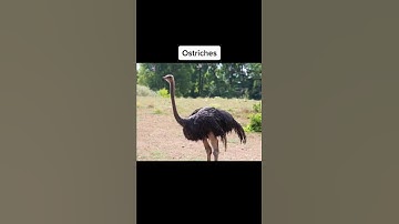 Animals You Can