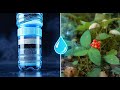 Forest Journey Finding Fresh Water and Natural Supplies