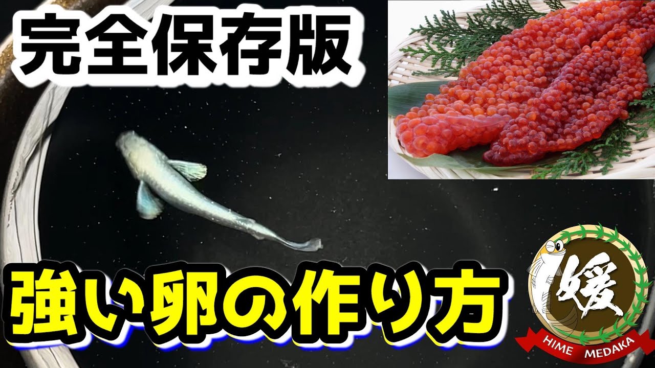 【完全保存版】強い卵の作り方！メダカの産卵・繁殖に適した餌とは？太陽光（紫外線）による活性酸素！卵の孵化率向上方法【媛めだか/金魚の青水飼育に学べ！ニチドウのメディメダカ】
