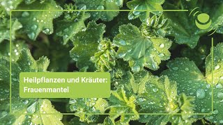 Für was ist Frauenmantelkraut gut?