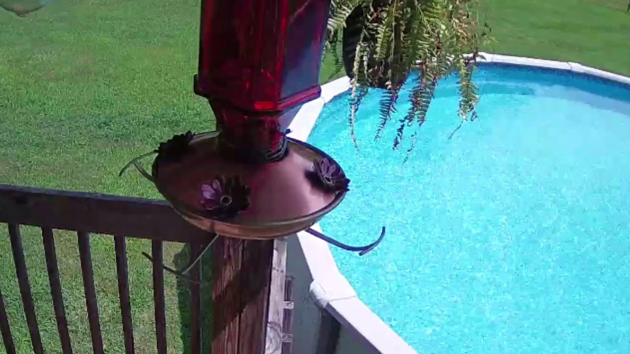 HUMMINGBIRD LIVE CAM / Mims Howse YouTube