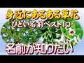 【身近にあるある草花-ひどい名前ベスト10-】植物学者として有名な「牧野富太郎」博士が付けた名前にも「これはちょっとひどい」と思われる名前があります。独断と偏見で選んだ、ひどい名前の草花物語です。