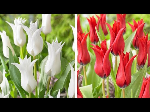 Video: Apakah Tulip Berbunga Lily – Ketahui Mengenai Varieti Tulip Berbunga Lily