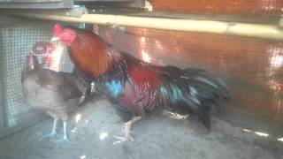 Dieu Noc 2K5 Chan Vang Mo Vang Mat Trang Hai Cua C