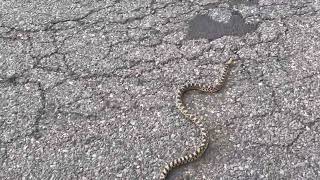 Saving Bull snake  #shorts #saveanimals #savealife by TexasReptileZoo 52 views 7 months ago 14 seconds