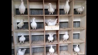 مشروع تربية الحمام 3 Pigeon breeding project