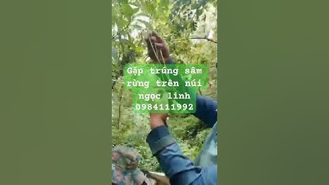 Gặp trúng sâm rừng trên đỉnh Ngọc Linh #sâm_ngọc_linh_rừng #sâm_ngọc_linh_rừng #sâm_ngọc_linh_rừng