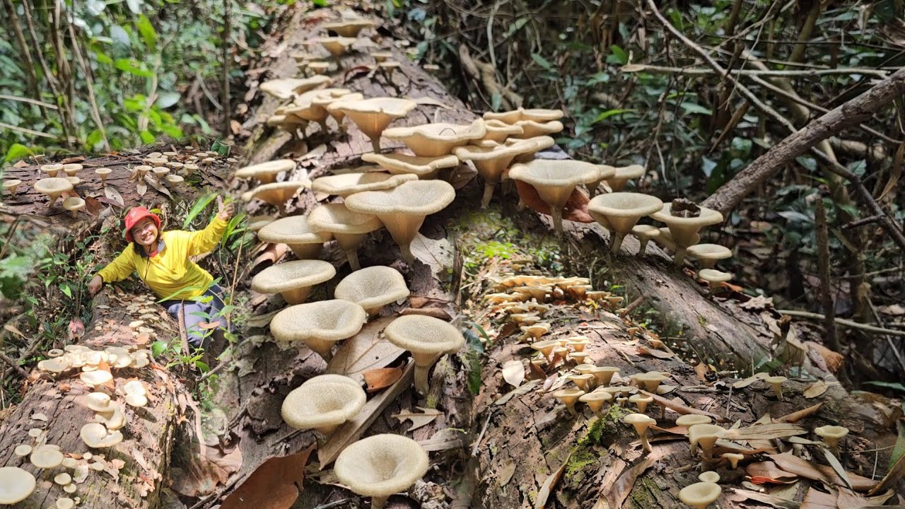 หมาน​จ้า! เห็ดบดขอนดอกสวยๆหมานเต็มตระกร้า​พร้อมผักป่าราคาแพง​ ดอกคอนแคน​ 3มี.ค.69