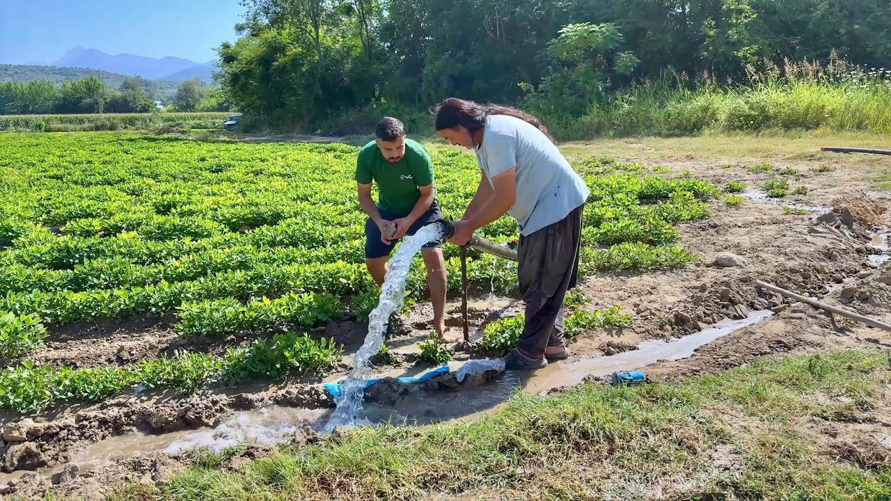 Çiftçiyi En Az Yoran Şırlama Tarla Sulama !