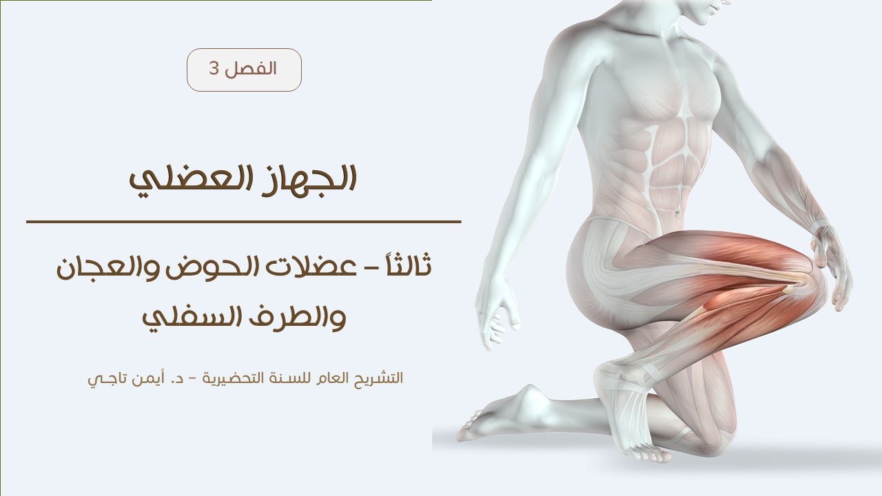 الجهاز العضلي | عضلات الطرف السفلي | التشريح العام للسنة التحضيرية