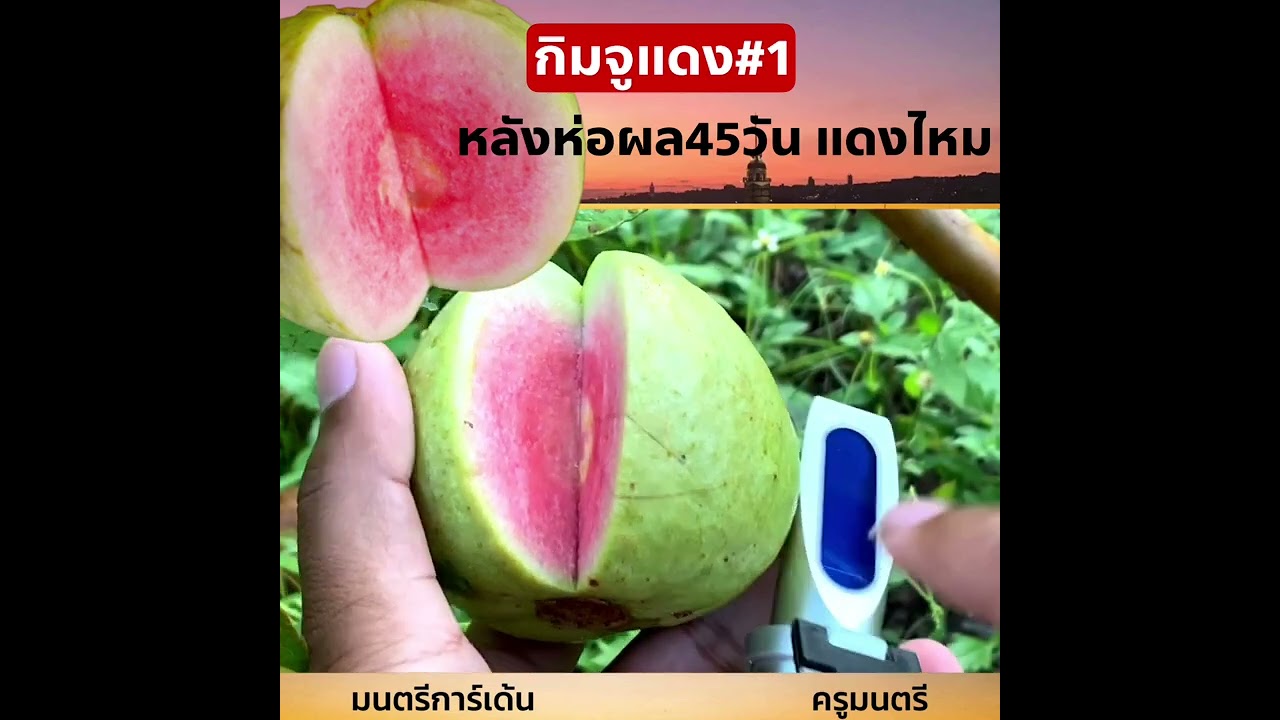 กิมจูแดงหลังห่อ 45 วัน