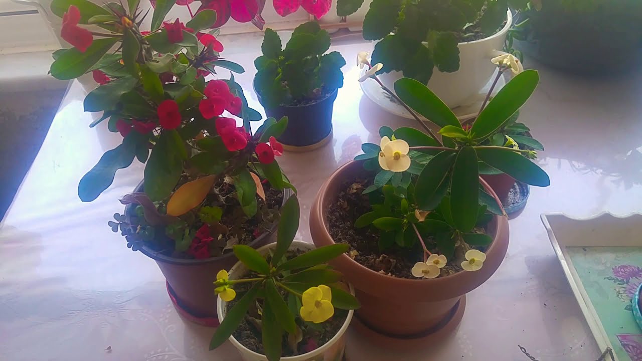 DİKENLER TACI. Euphorbia Milii Çoğaltılması, bakımı ve saksı değişimi. Dikenler tacı çiçeği.