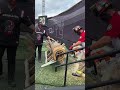 Touchdown log being sawed