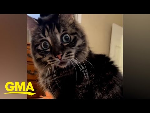 Ivar the incredible blind cat is taking over tiktok l gma