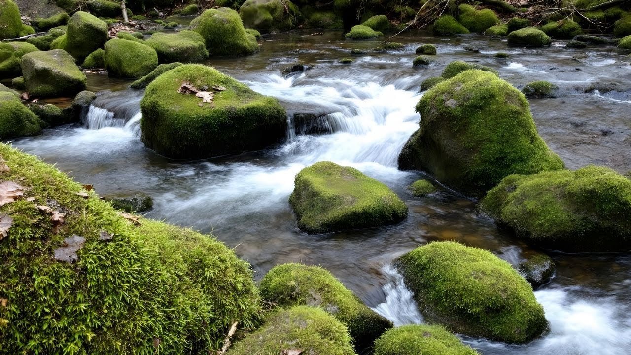 🔴 Live River Sounds 24/7 🌊 | Relaxing Nature Ambience for Sleep, Study & Meditation