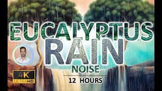 Soothing Eucalyptus Rain Noise | 12 Hours BLACK SCREEN | Study, Sleep, Tinnitus Relief & Focus
