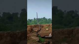 Koboko {Black mamba)