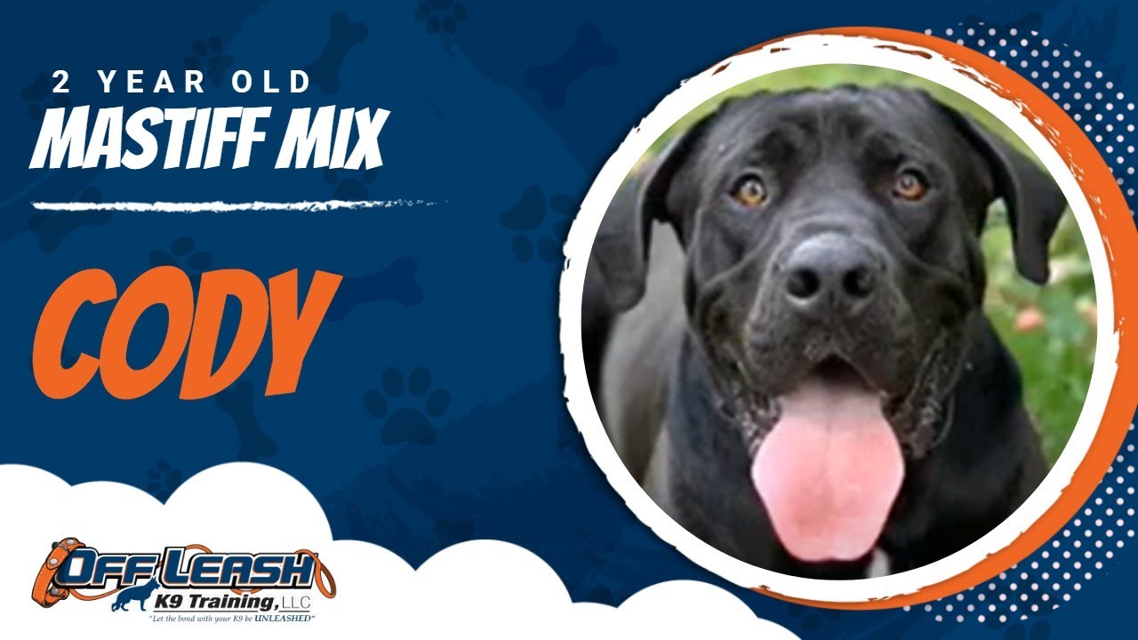 Cody, 2 y/o Mastiff mix Best large breed trainers best dog trainers