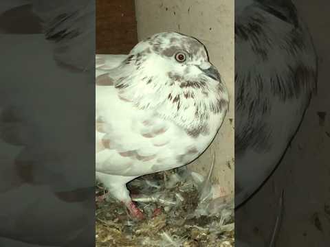 ਕਰੋ ਚੈਕ ॥ ਲਾਲ ਚਿਨਾ ਕਬੂਤਰ 🕊️ #kabutar #kabootar #kabootarbazi #kabutarbazi by Rajpeet Singh Vlogs