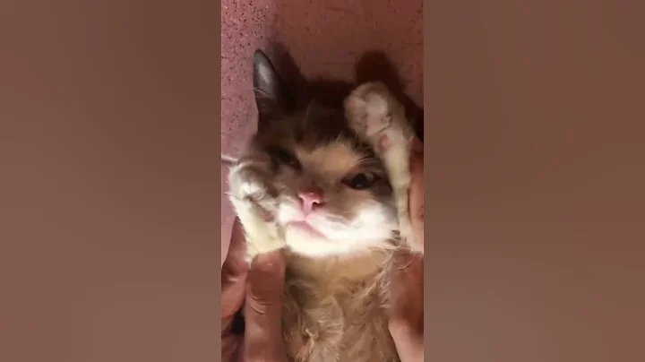 Video 9842831: catlover siamese cutecat, siamese cat cutecats, catlover siamese cute