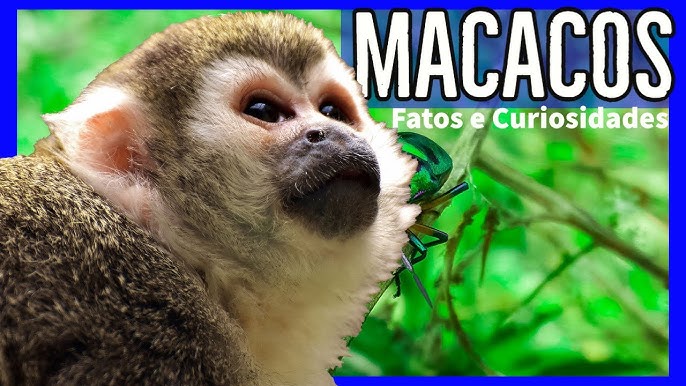 Lista dos 25 macacos mais ameaçados do mundo tem três espécies brasileiras  - ((o))eco