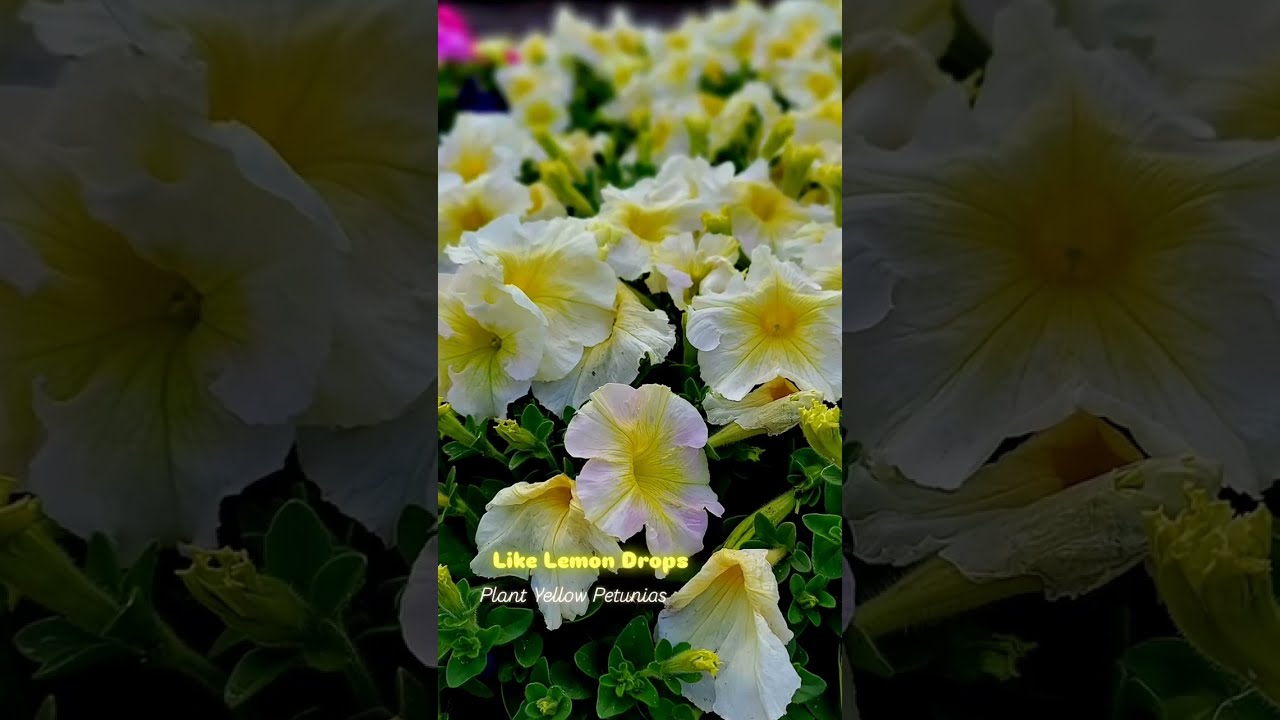 The Biggest Selection of Bedding Flowers in Kern County! 🌼🌷🌞