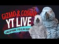 Gizmo and cosmo the funny parrot go live together