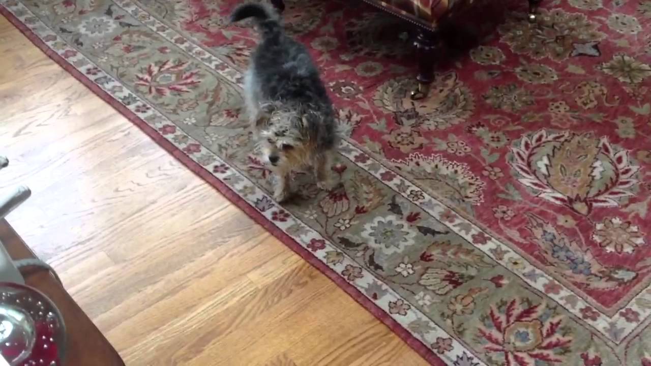 Our dog got pepper sprayed by a mail man... YouTube