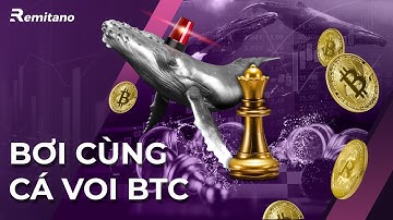 Cá voi BTC thao túng thị trường như thế nào? | ThuanCapital Analytics